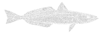 Merluza Austral